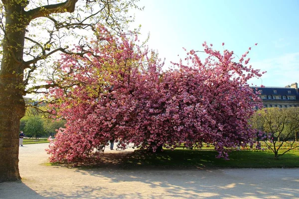 Hermosa Flor Cerezo Jardín Des Plantes París — Foto de Stock