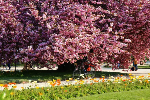 Beautiful Cherry Blossom Jardin Des Plantes Paris — Stock Photo, Image