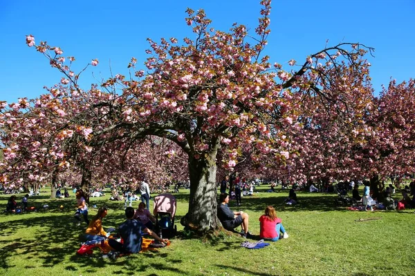 Paris yakınlarındaki Parc de Sceaux 'da kiraz çiçeği.