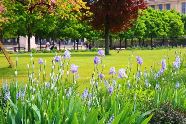 Belle Vue Sur Les Jardins Des Tuileries Printemps Avec Des — Photo
