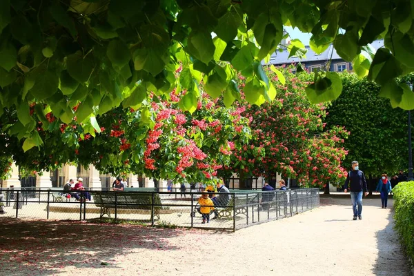 Beaux Jardins Palais Royal Dans Centre Paris — Photo