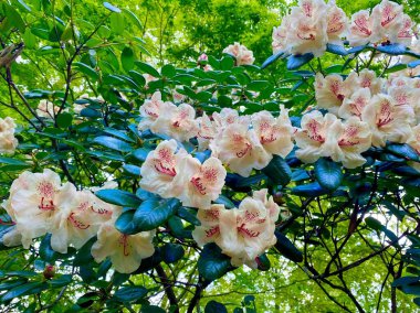 Sceaux bahçesinde güzel bir çiçek çalısı