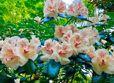 Sceaux bahçesinde güzel bir çiçek çalısı