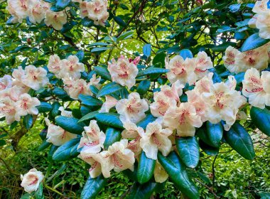 Sceaux bahçesinde güzel bir çiçek çalısı