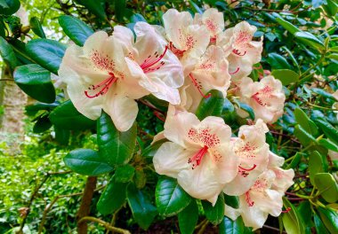 Sceaux bahçesinde güzel bir çiçek çalısı