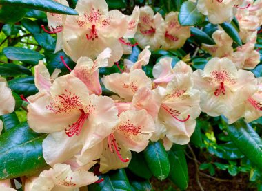 Sceaux bahçesinde güzel bir çiçek çalısı