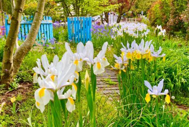 Mayıs ayında çiçek açan süsen çiçekleriyle dolu bir bahçe