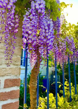 Bahar mevsiminde açan canlı mor salkımlar.