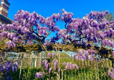 Bahar mevsiminde açan canlı mor salkımlar.
