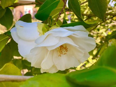 Bahçede açan güzel beyaz kamelya çiçekleri