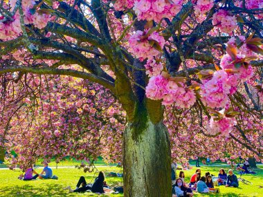 Güneşli bir gün Fransa 'nın Sceaux parkındaki çiçek açan kiraz ağaçlarının altında dinleniyor.