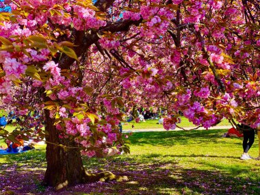 Güneşli bir gün Fransa 'nın Sceaux parkındaki çiçek açan kiraz ağaçlarının altında dinleniyor.