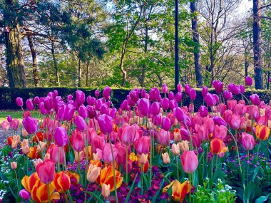 Pembe ve kırmızı lale çiçekleriyle güzel bir bahçe.