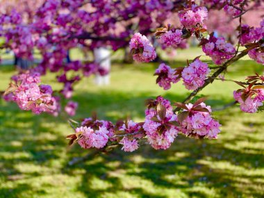 Sceaux bahçelerinde güneşli bir gün çiçek açan sakura ağaçlarıyla