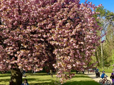 Sceaux bahçelerinde güneşli bir gün çiçek açan sakura ağaçlarıyla