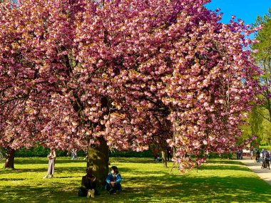 Sceaux bahçelerinde güneşli bir gün çiçek açan sakura ağaçlarıyla