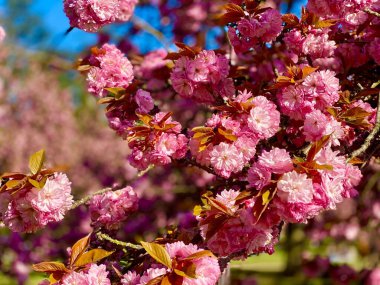 Sceaux bahçelerinde güneşli bir gün çiçek açan sakura ağaçlarıyla