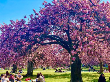 Fransa 'nın Sceaux parkında çiçek açan güzel sakura.