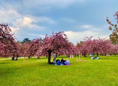 Fransa 'nın Sceaux parkında çiçek açan güzel sakura.