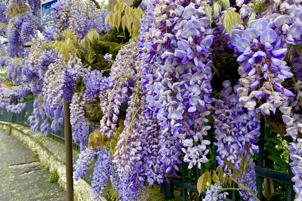 Flores Glicina Violeta Floreciendo Mayo — Foto de Stock
