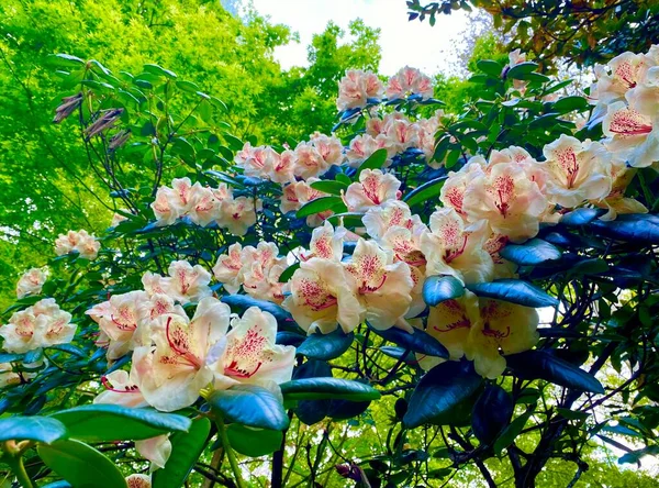 Beau Buisson Fleurs Dans Les Jardins Sceaux — Photo
