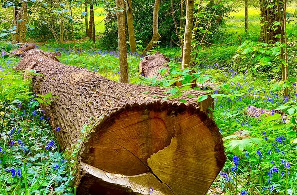 Hermosa Naturaleza Parque Del Arboreto Sceaux —  Fotos de Stock