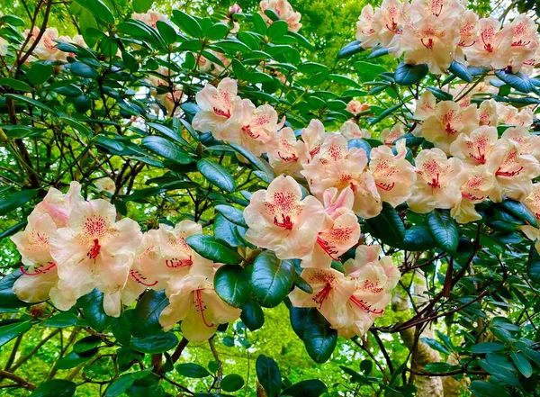 Vacker Buske Med Blommor Trädgårdarna Sceaux — Stockfoto