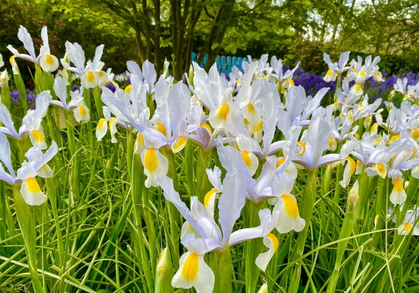 Schöne Violette Irisblüten Garten Frühling — Stockfoto