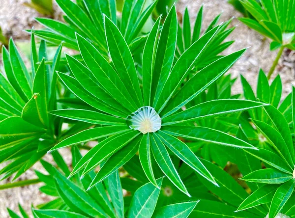 花中间的一滴雨滴 — 图库照片