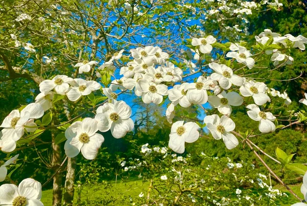 Krásná Příroda Parku Arboretum Sceaux — Stock fotografie