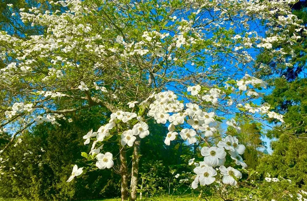 Belle Nature Dans Parc Arboretum Sceaux — Photo
