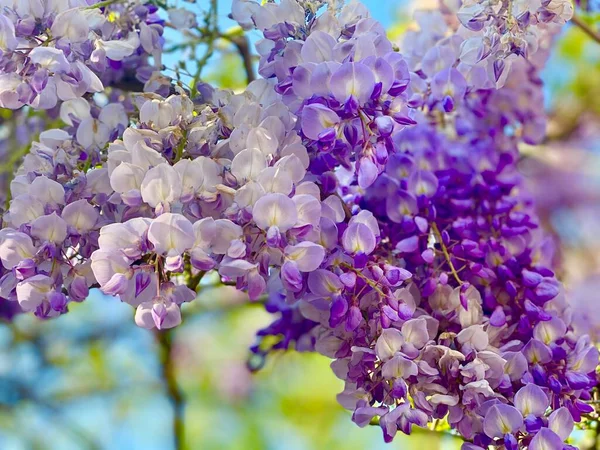 花园里盛开的紫藤花 — 图库照片