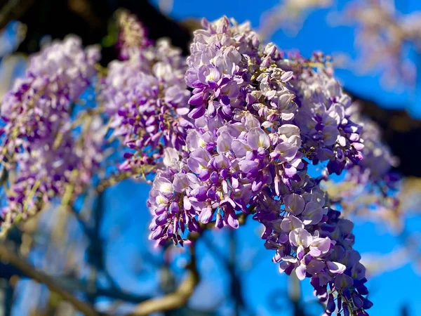 花园里盛开的紫藤花 — 图库照片