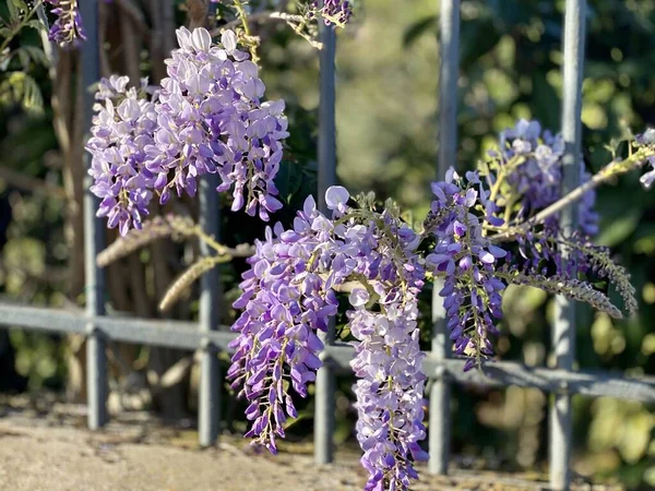 花园里盛开的紫藤花 — 图库照片