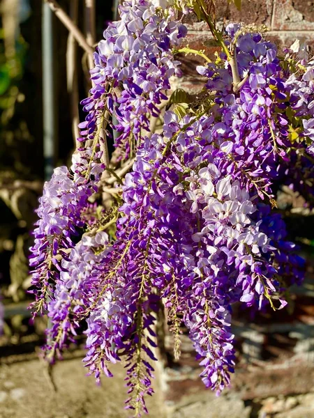 Flores Florecientes Glicina Jardín — Foto de Stock