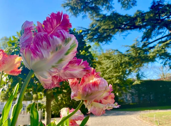 Fleurs Tulipes Roses Dans Parc Arboretum — Photo
