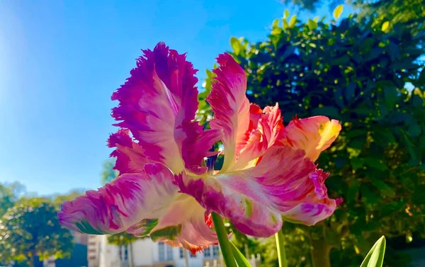 Flores Tulipán Rosadas Parque Del Arboreto —  Fotos de Stock