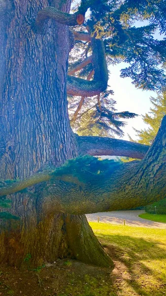 Vacker Grön Skog Parken Sceaux — Stockfoto