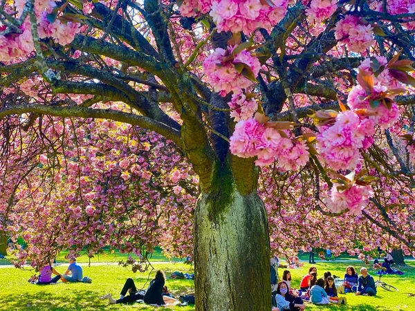 Sunny Day Relaxing Blooming Cherry Trees Park Sceaux France — Stock Photo, Image