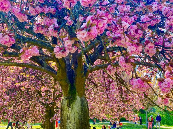 Sunny Day Relaxing Blooming Cherry Trees Park Sceaux France — Stock Photo, Image