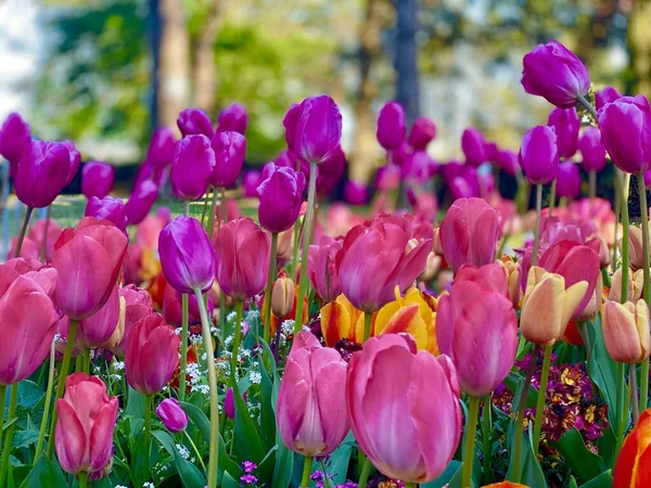 Hermoso Jardín Con Flores Tulipán Rosadas Rojas — Foto de Stock