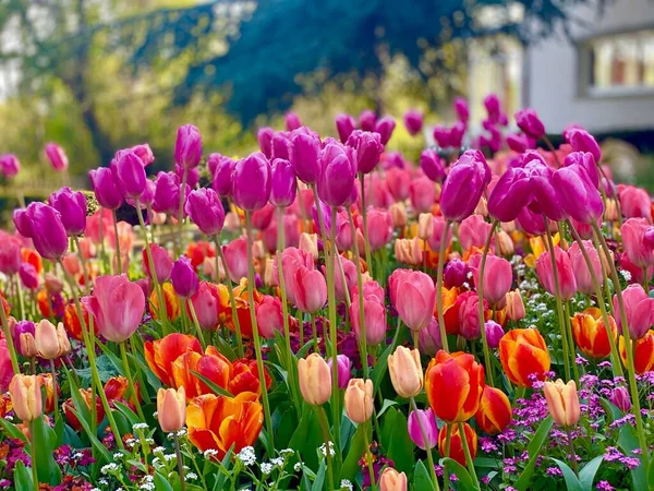 Beau Jardin Avec Des Fleurs Tulipes Roses Rouges — Photo
