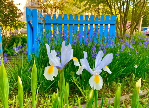 Schöne Irisblumen Blühen Garten — Stockfoto