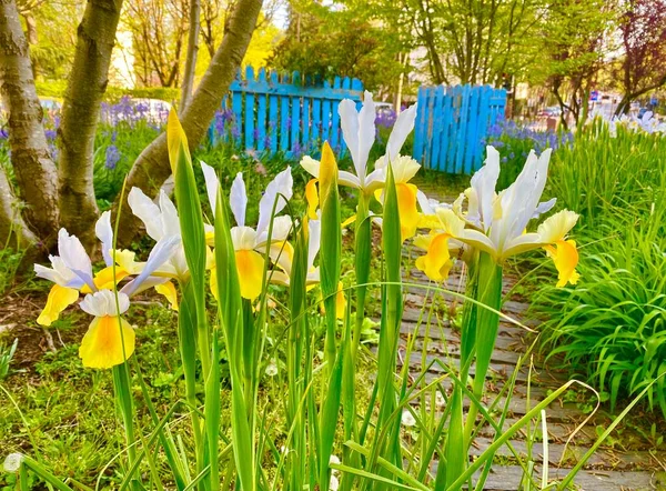 Schöne Irisblumen Blühen Garten — Stockfoto