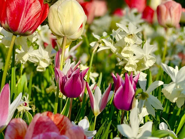 Ein Bunter Garten Mit Narzissen Und Tulpenblumen — Stockfoto