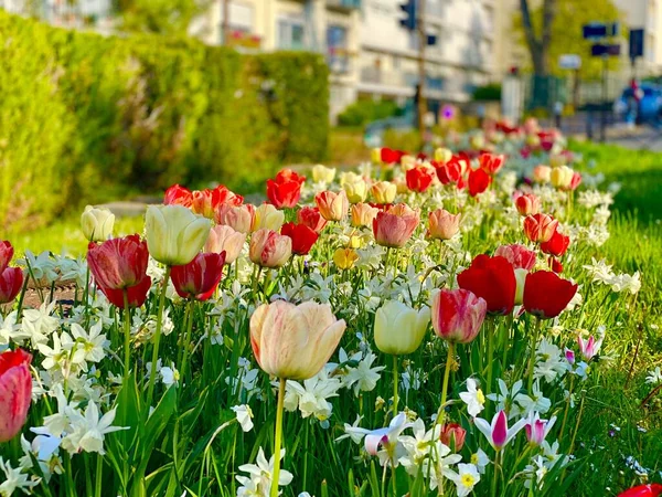 Jardin Coloré Avec Jonquille Fleurs Tulipes — Photo