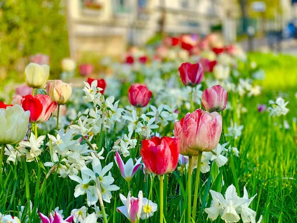 Jardin Coloré Avec Jonquille Fleurs Tulipes — Photo