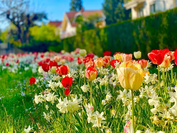 Egy Színes Kert Nárciszvirágokkal Tulipánvirágokkal — Stock Fotó