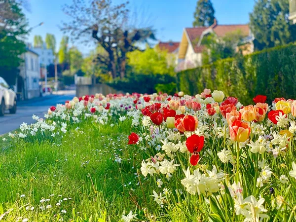 Egy Színes Kert Tele Nárciszvirágokkal Tulipánvirágokkal — Stock Fotó