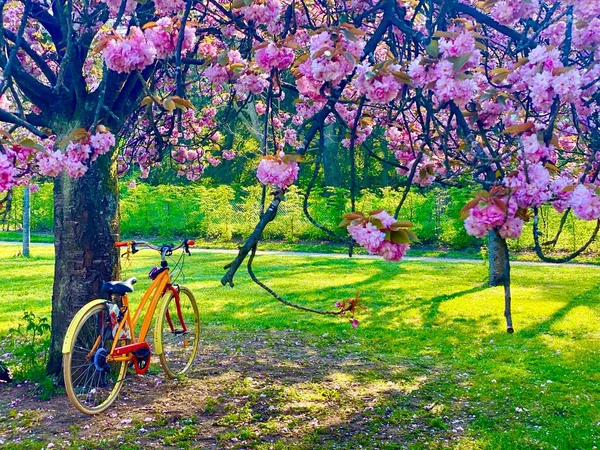 Zonnige Dag Onder Bloeiende Sakura Bomen Het Park Van Sceaux — Stockfoto